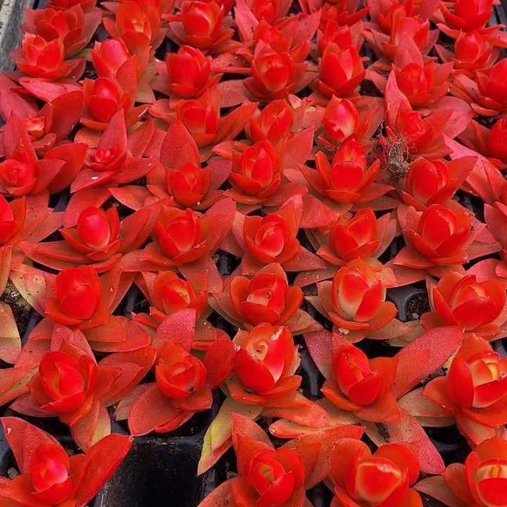 小火鸡1元带土发货