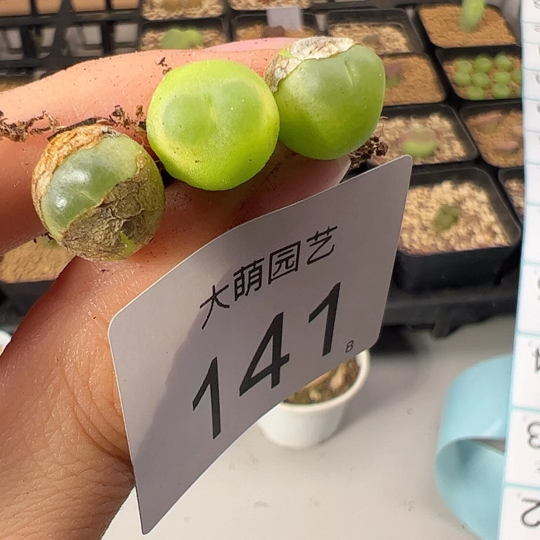 0000141 一物一拍。