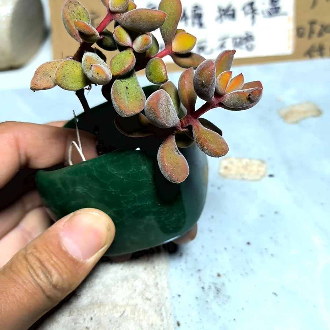 满6元包邮，#若歌诗老庄