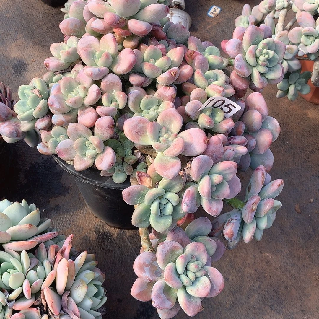 105洛神 一物一拍多肉