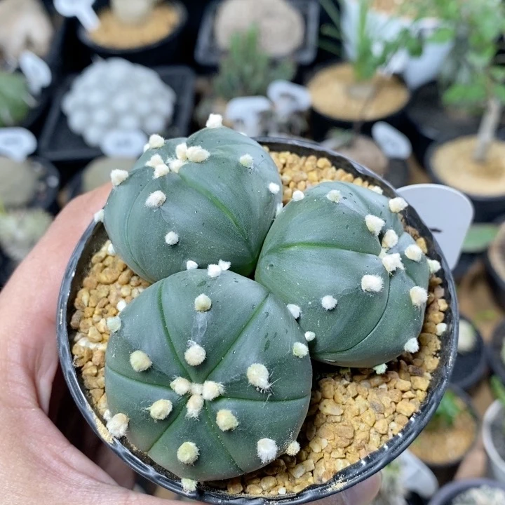 195号群生琉璃兜7.8cm