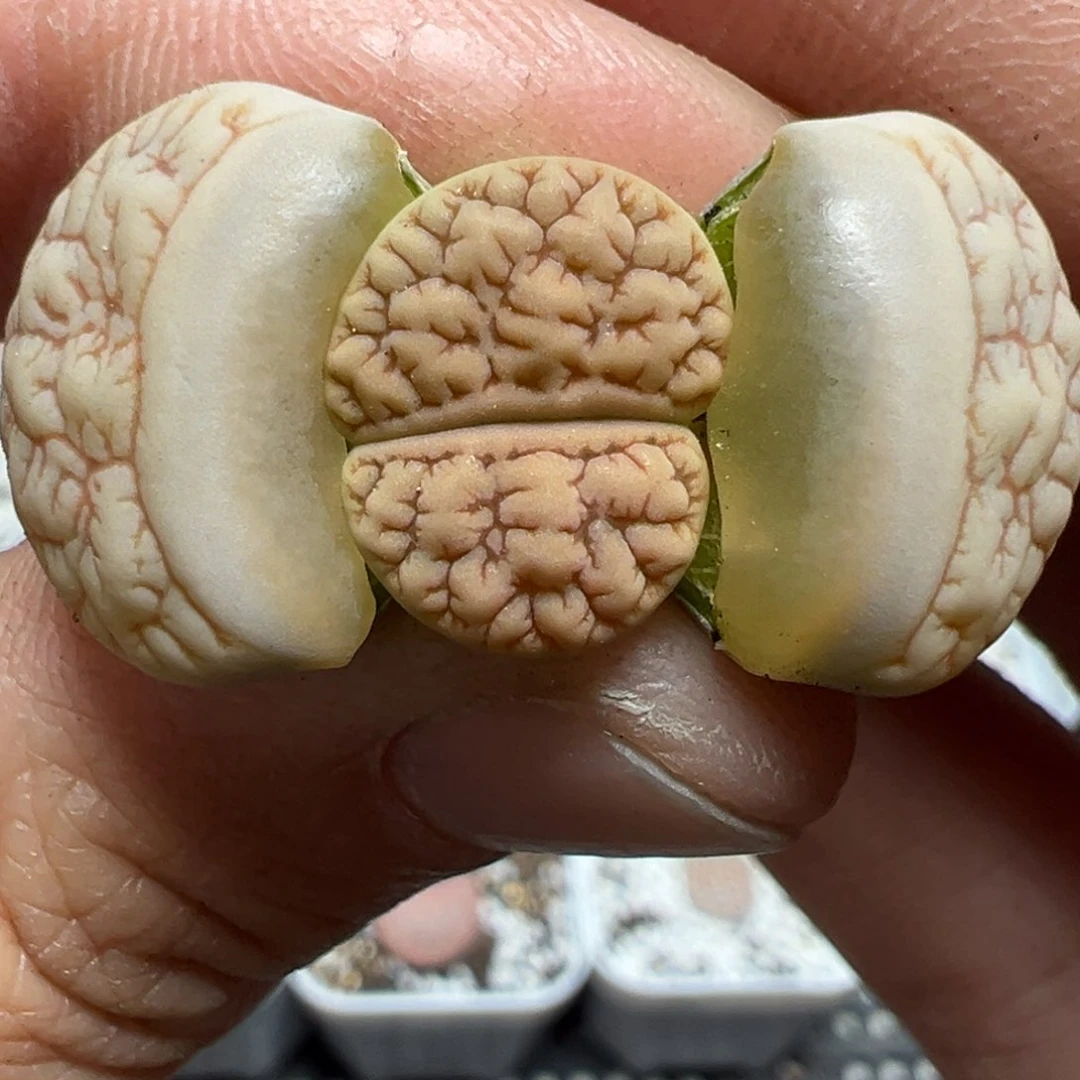 【闪购商品】240……