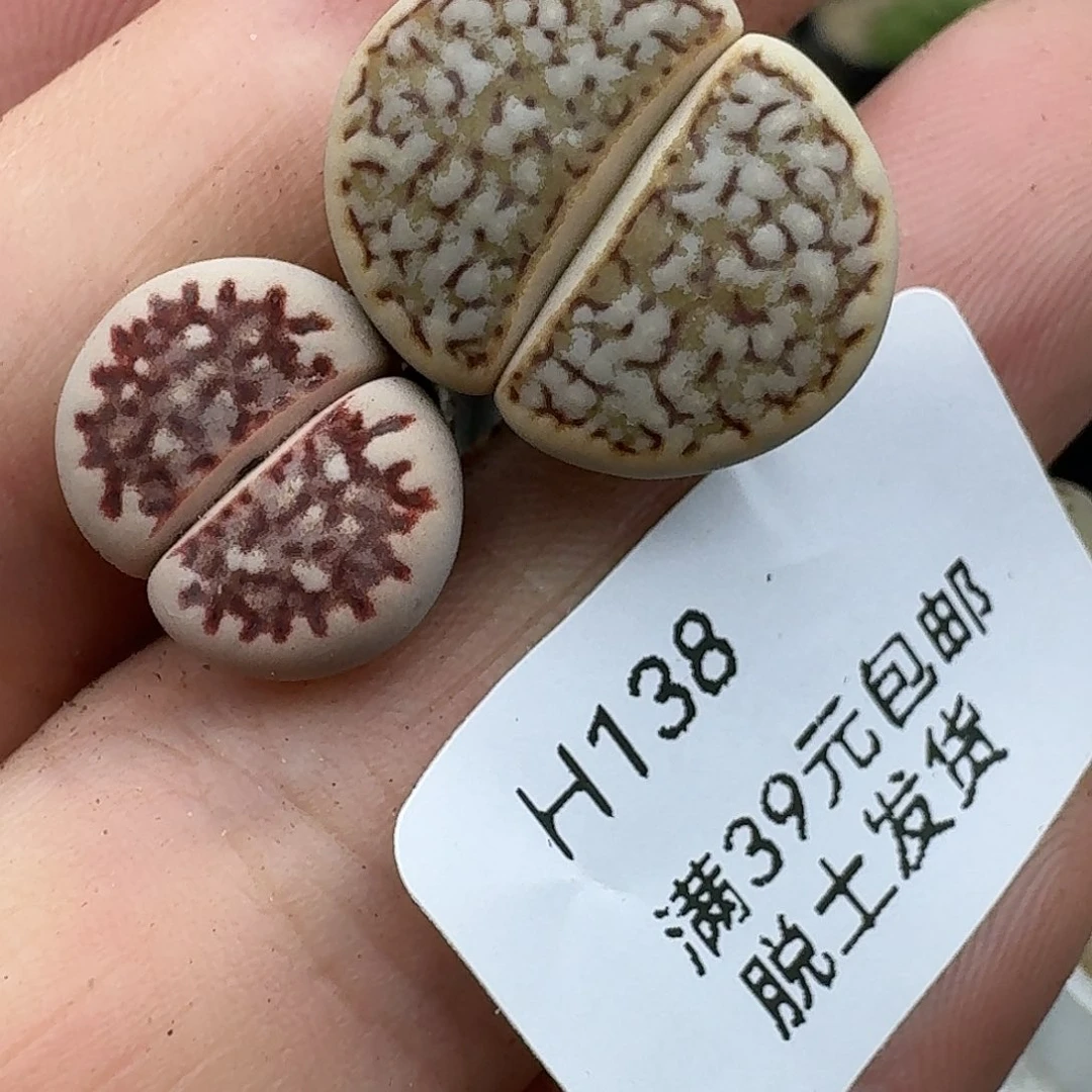 木***杨138多肉哈哈哈哈哈哈哈