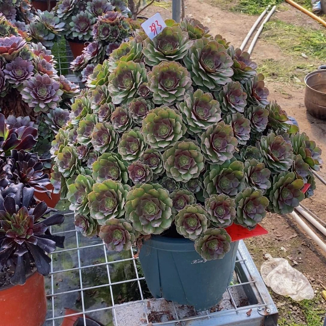 393号宝塔糖心沙拉碗法师多肉