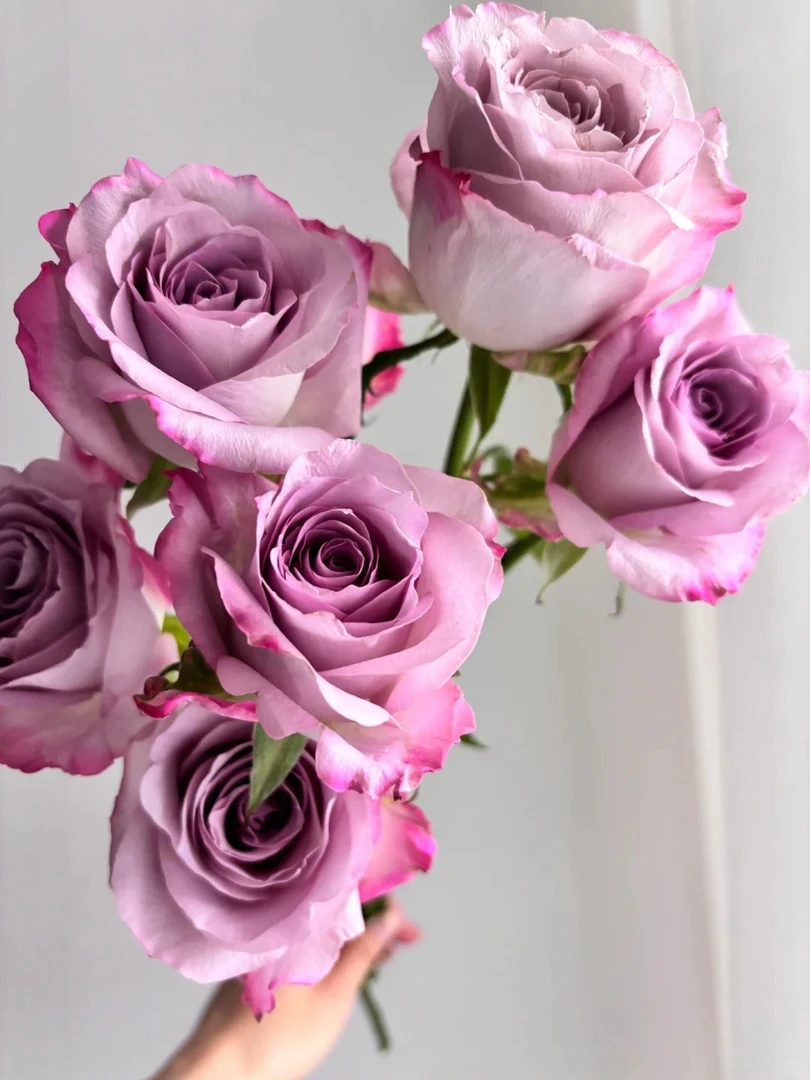 【贵妃花卉】海洋之歌玫瑰 云南昆明基地现采先发基地直发