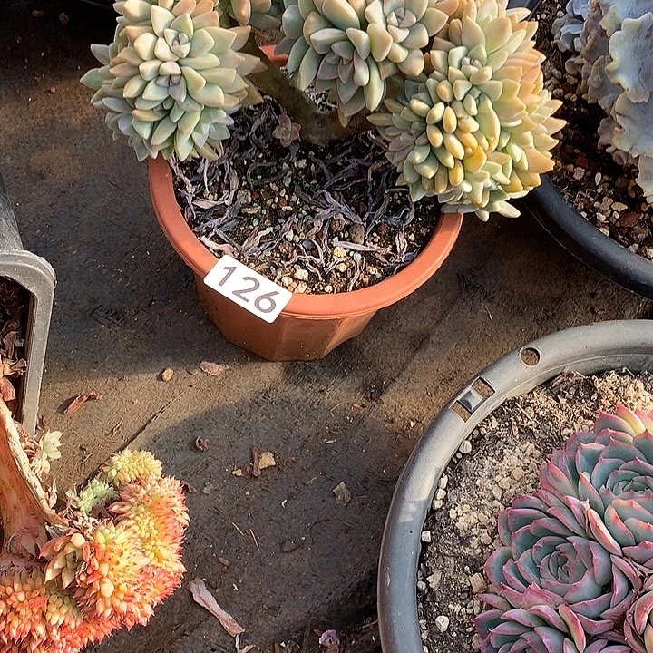 126淡雪缀  一物一拍多肉