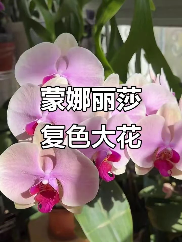 蝴蝶兰【蒙娜丽莎】花梗苗3.5寸(粉色)年宵花