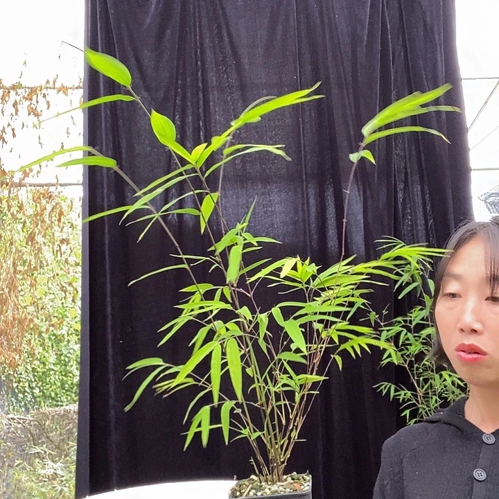 完全开放内门竹内门竹内门竹