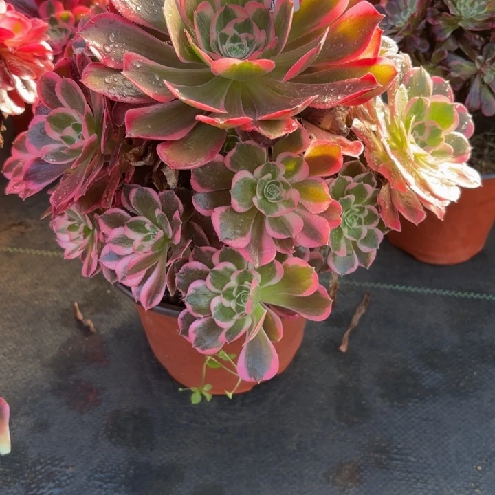 瑞妈，。。。。。583皇后，