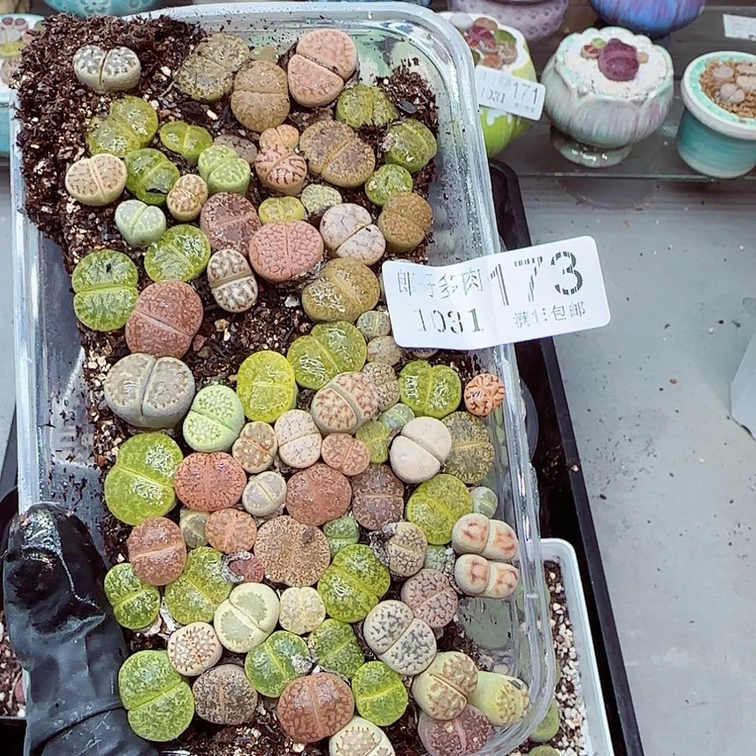 生石花满18包邮1031-173