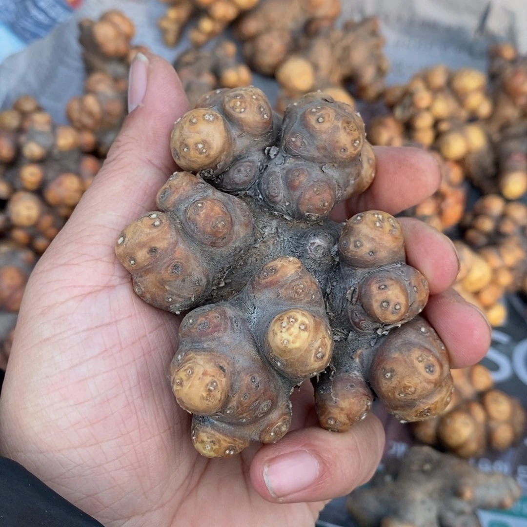 产地格加厚炖菊一个