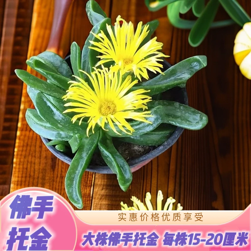 多肉佛手托金盆栽植物花卉绿植客厅阳台办公室除甲醛防辐射新手好