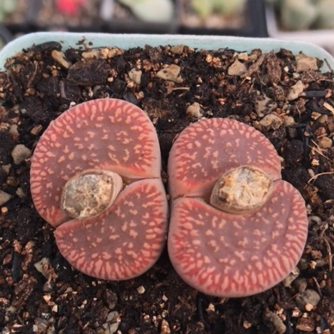 多肉肉锥 彩虹流水