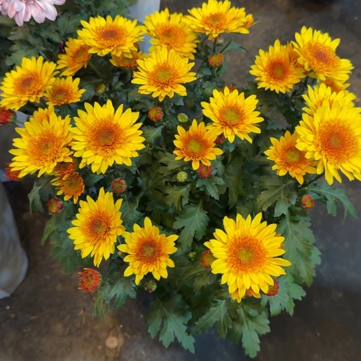 原盆原土阳光泡泡盆栽