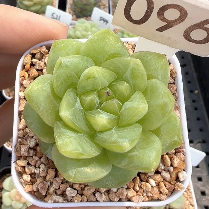 96号风花雪月系列新个体有叶伤