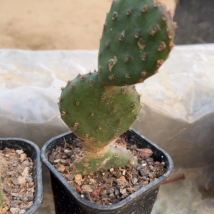 伯尔尼一棵三片掌粉花