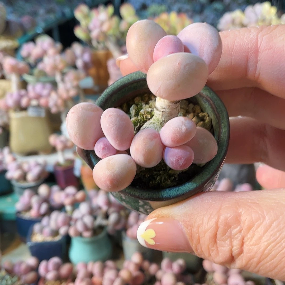 福*妮多肉植物的生长发育与生长发育