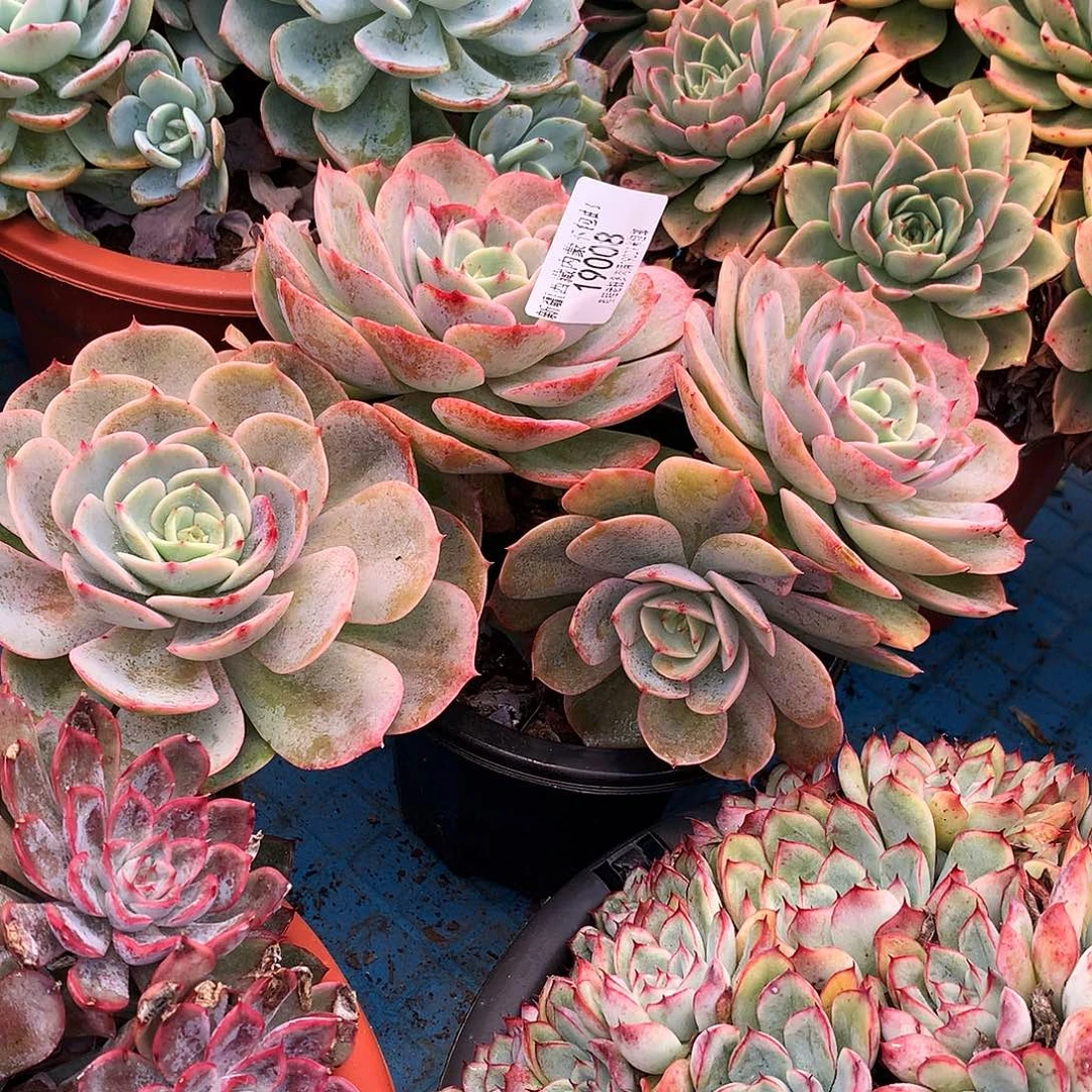 烟***梦白雪公主19008多肉多肉