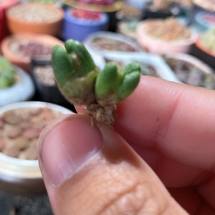 14500草莓斑马一颗