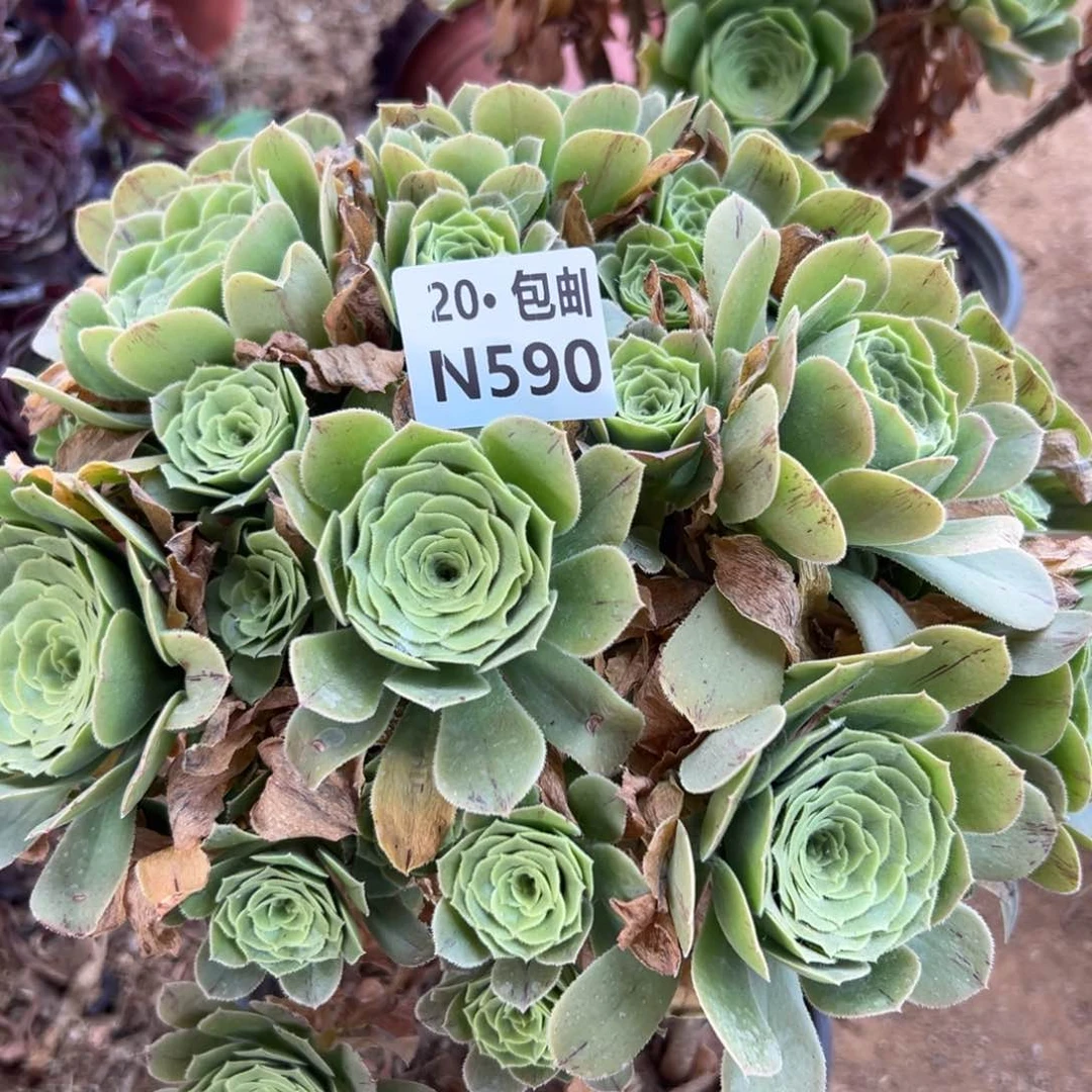 590绿杨蓉20元包邮