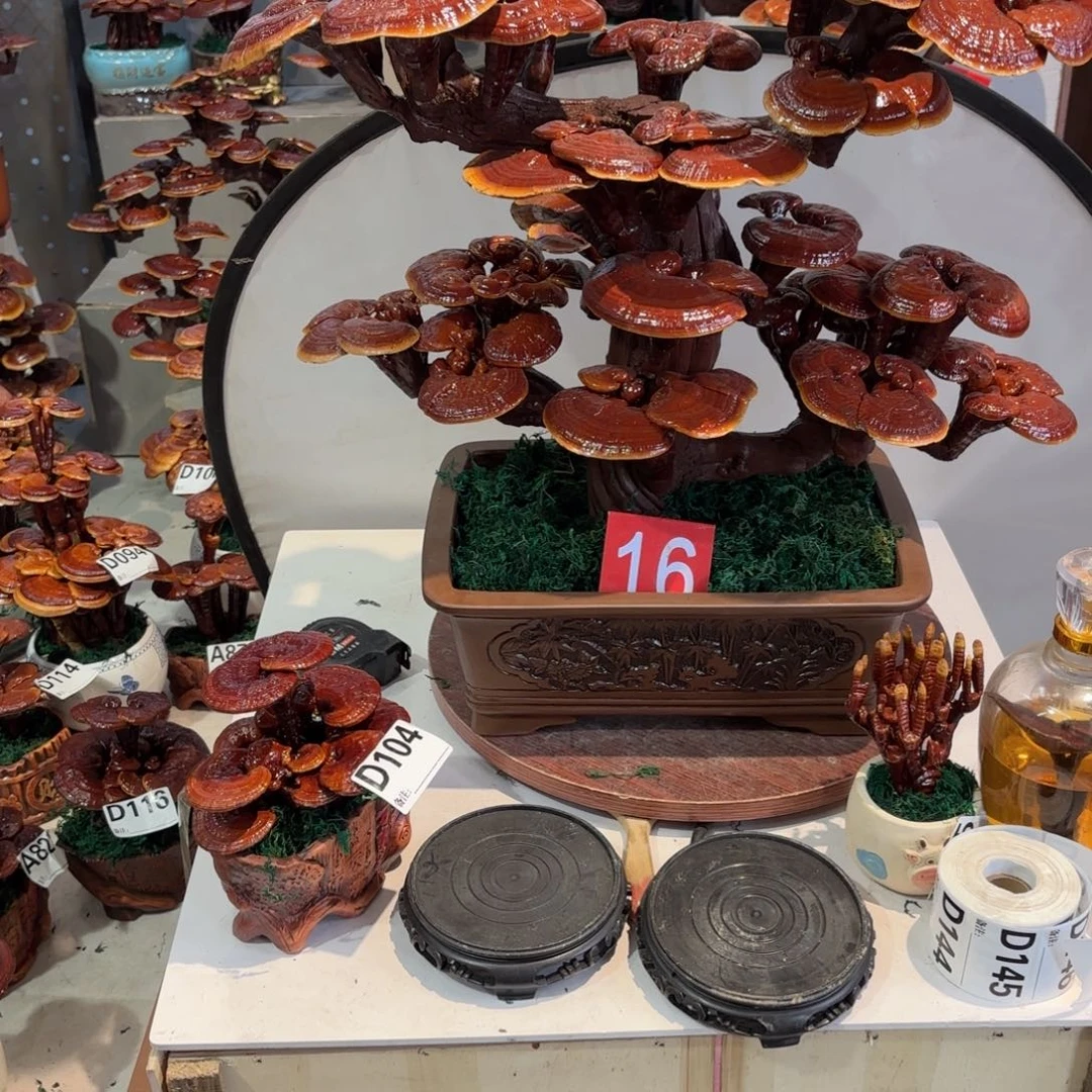 万***汇灵芝88888888888888888