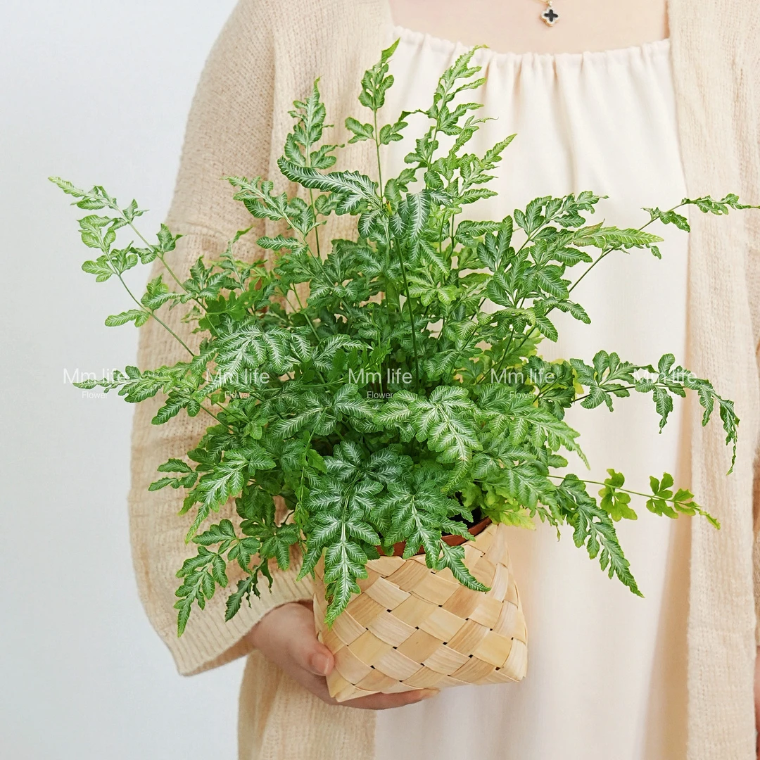 银线蕨小盆栽蕨类室内桌面观叶植物净化空气