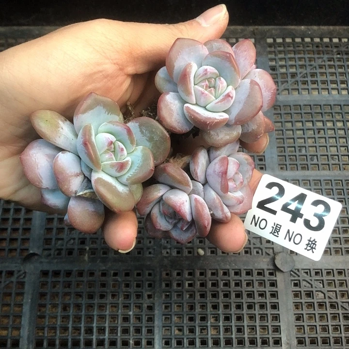 星影石榴籽福利出咯 243