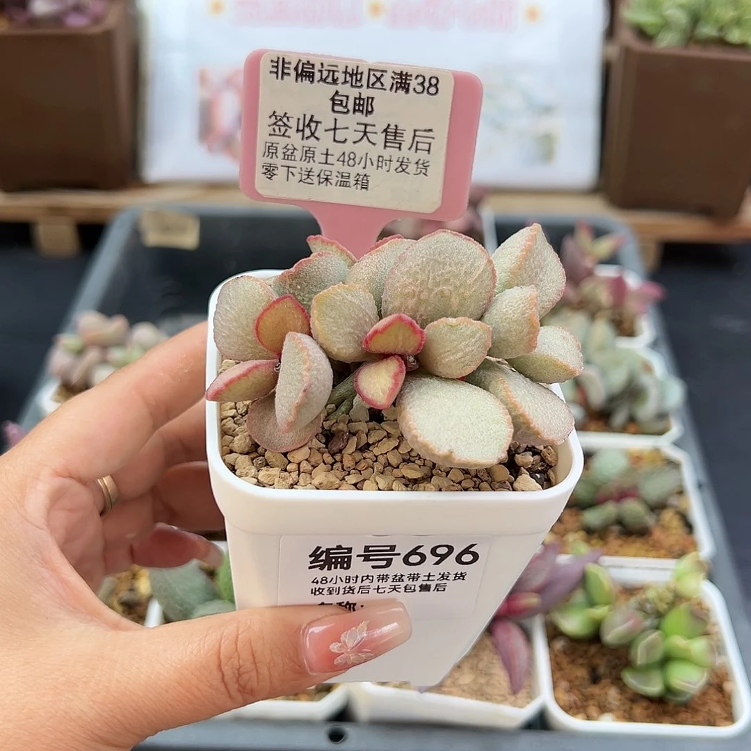 696妖姬多肉植物