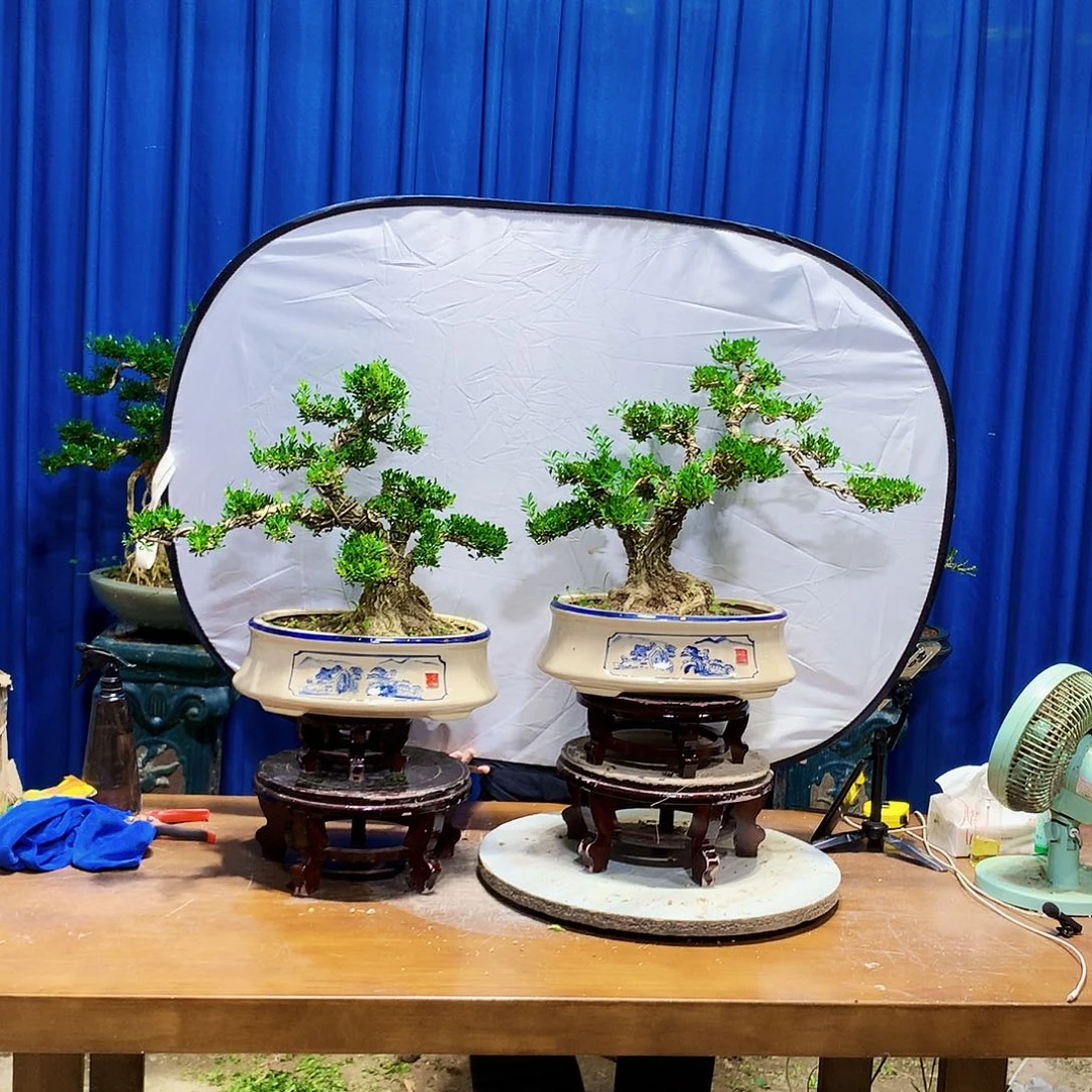 叶***秋无花朵黄杨盆景一物一拍