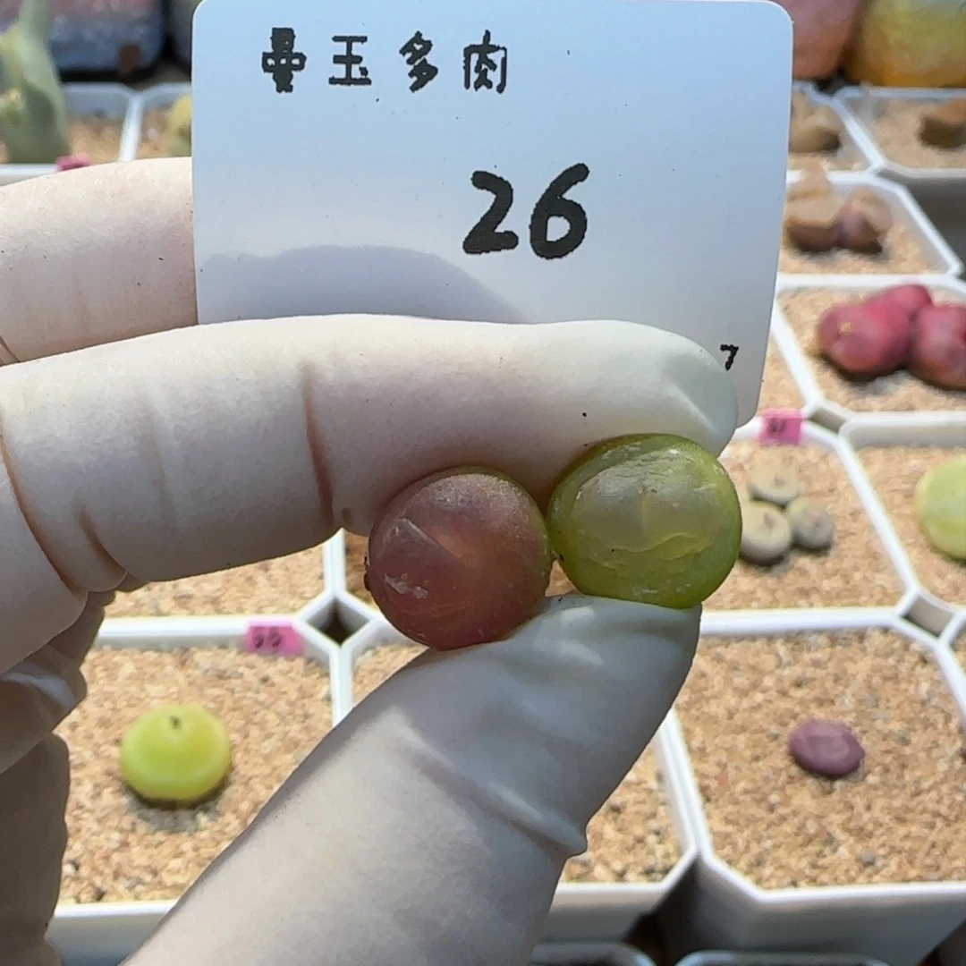 多肉多肉多肉2.7-026