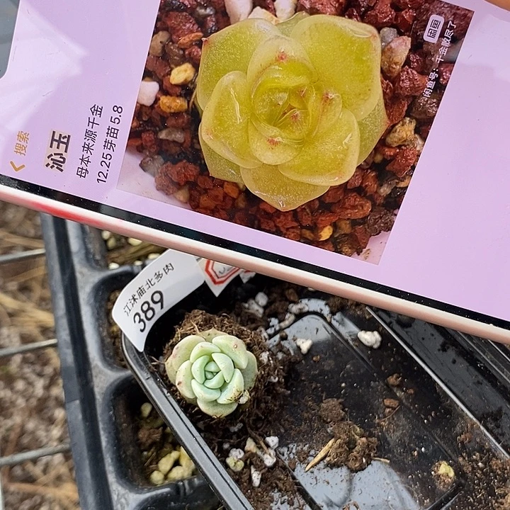 标386沁玉穴盘一个