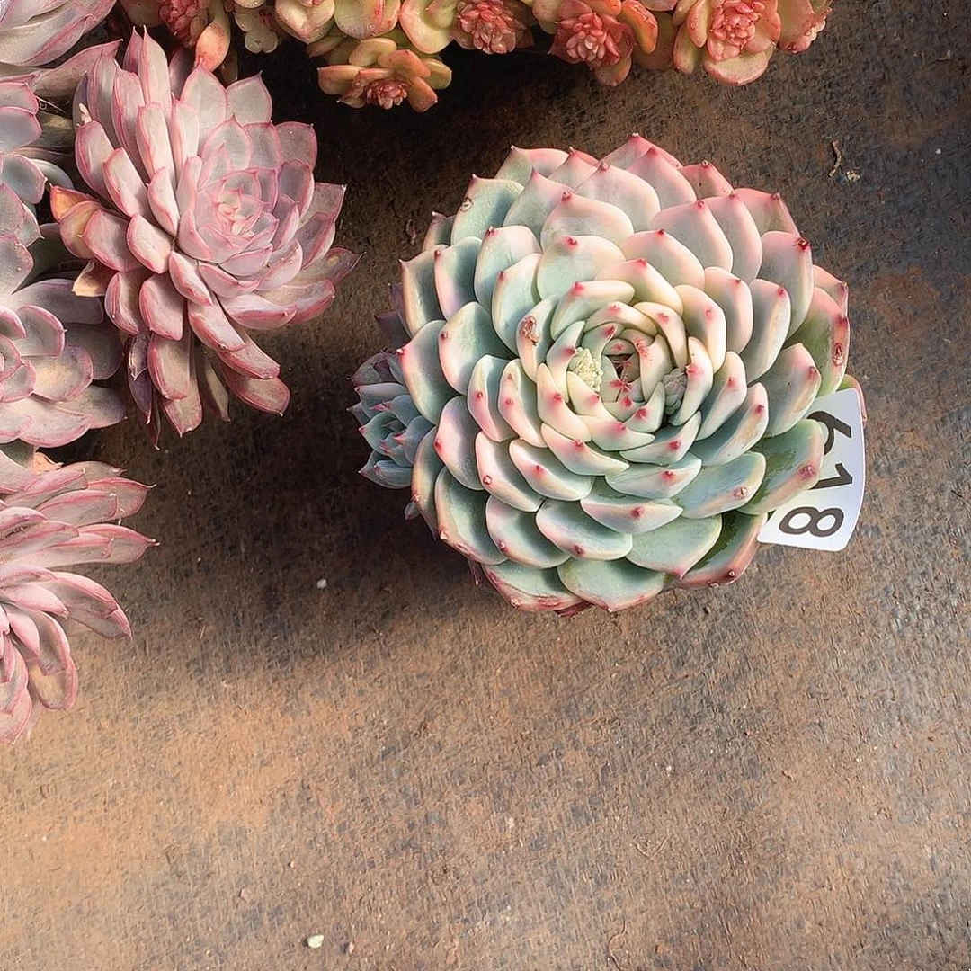 618吉娃娃锦 一物一拍多肉