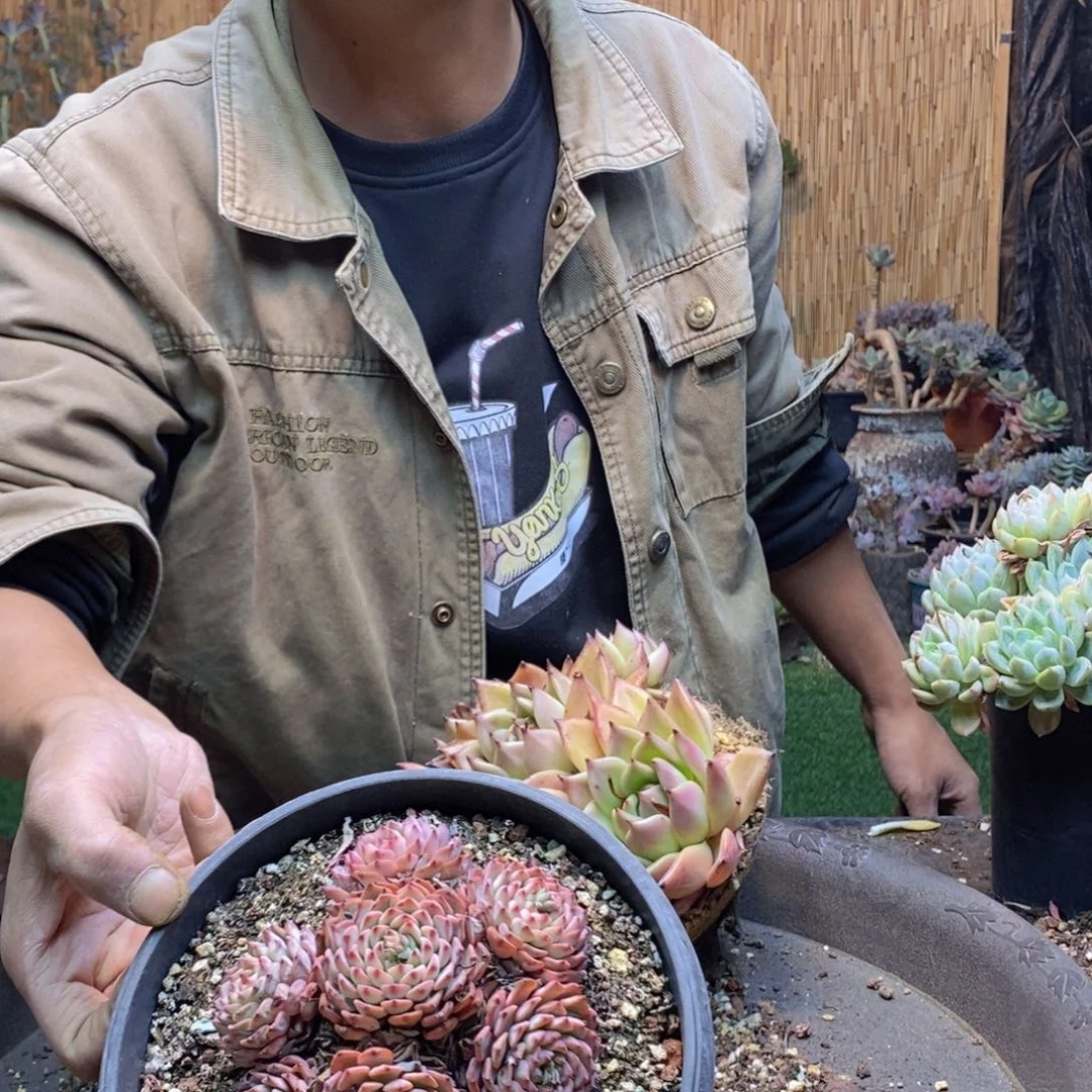 月****川242号姬莲多肉