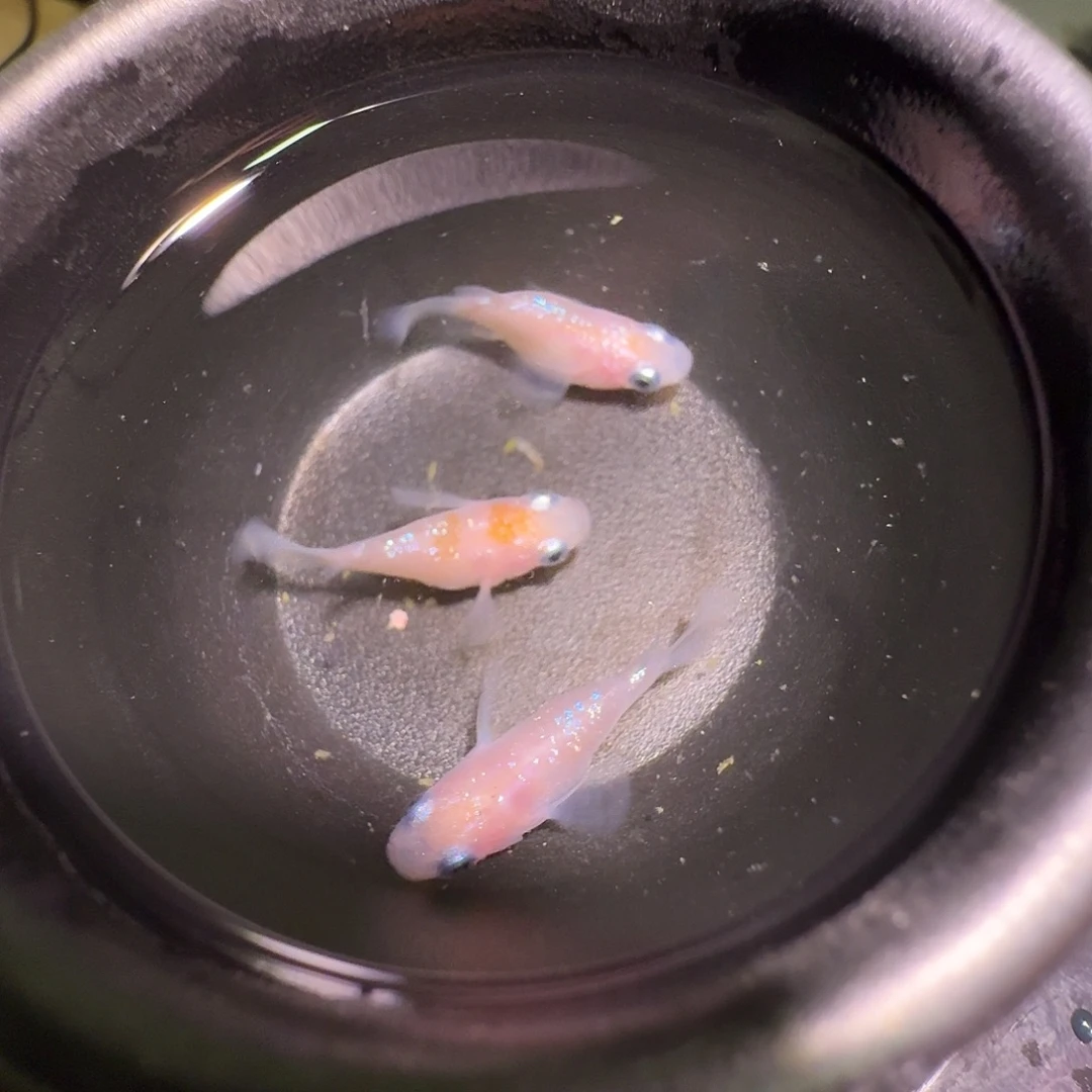 青鳉鱼一物一拍224