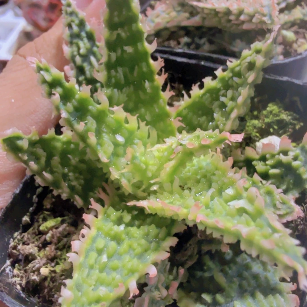 tct—高端芦荟一颗