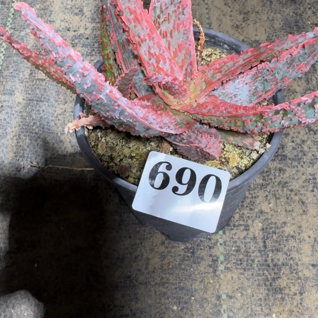 园艺芦荟多肉植物