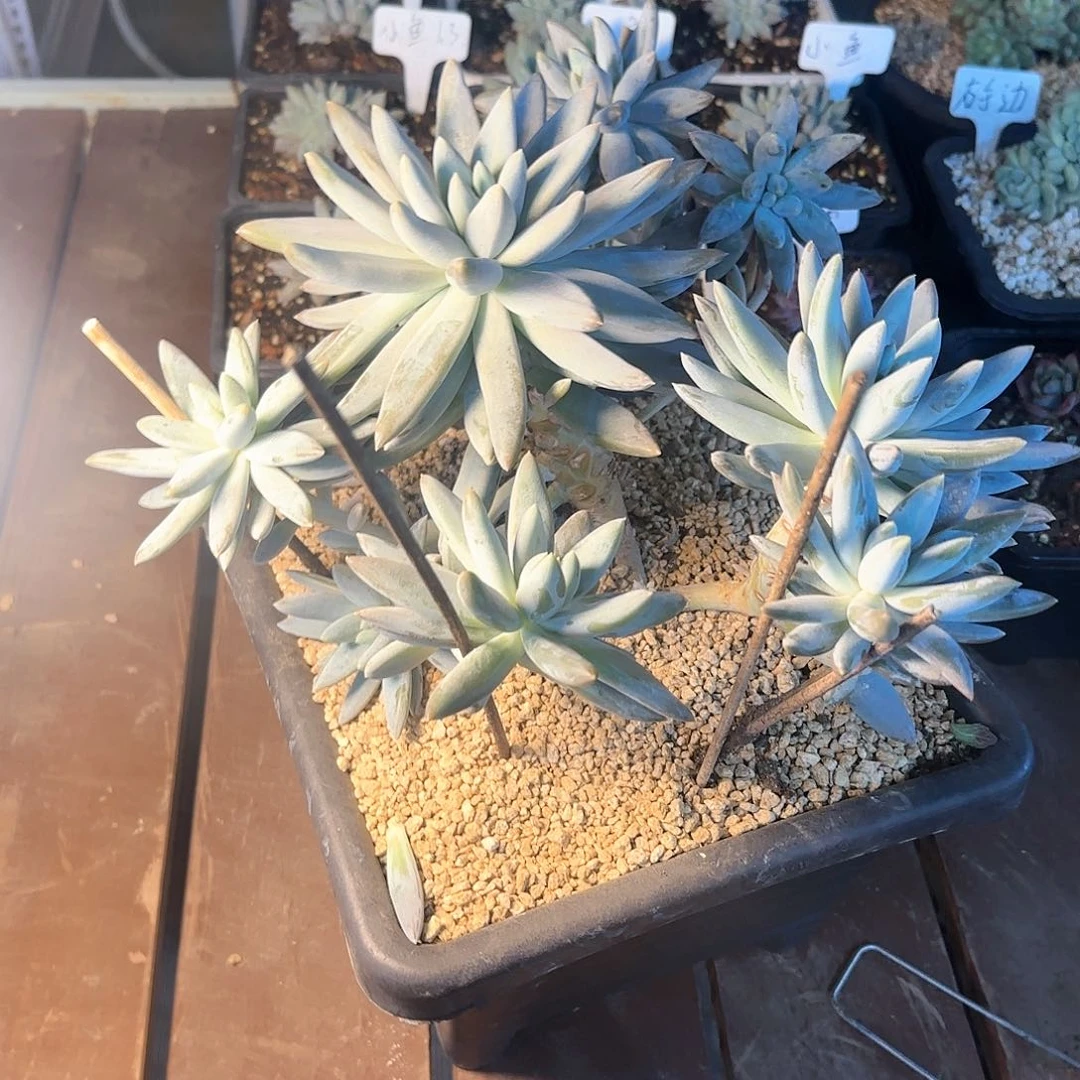 小*，哥特萝莉多肉