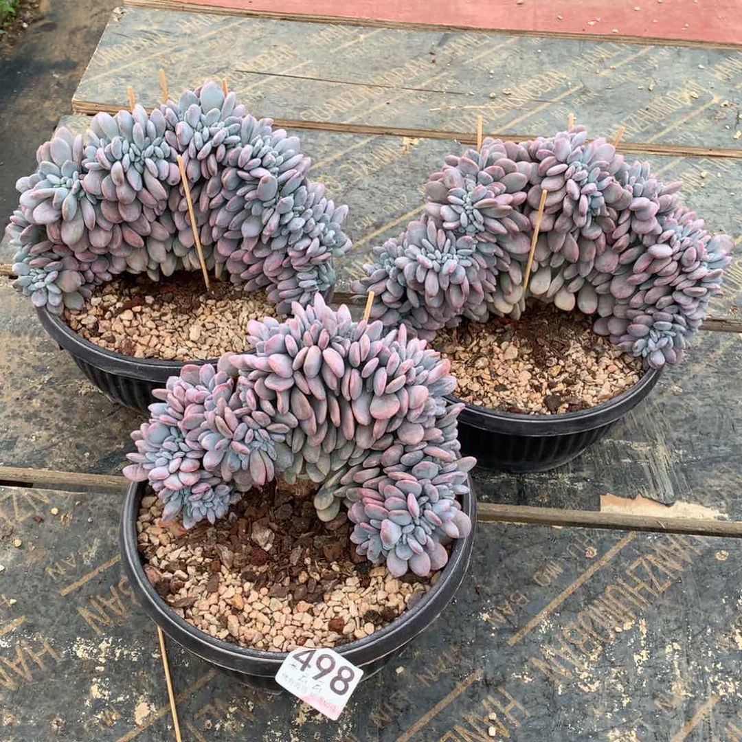 云***云498粉兔缀化多肉植物组合