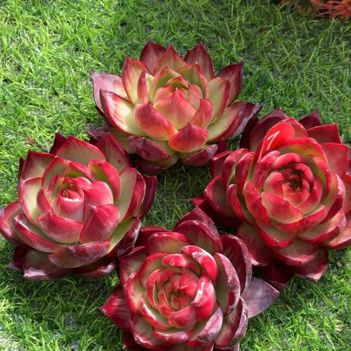 向****多肉植物惊鸿仙子