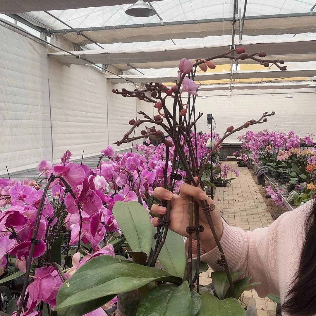 完全开放神仙姐姐苗子1颗不售后