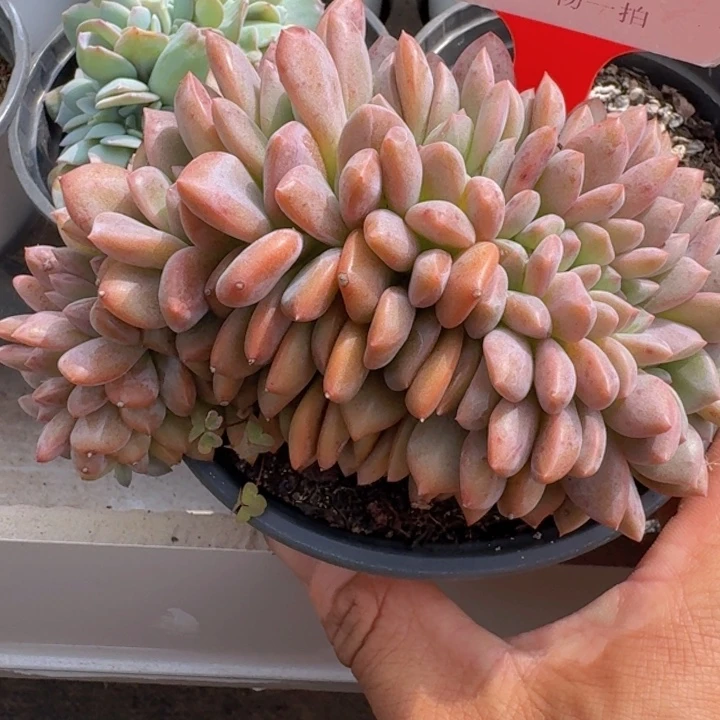 爱丽儿缀化035多肉植物