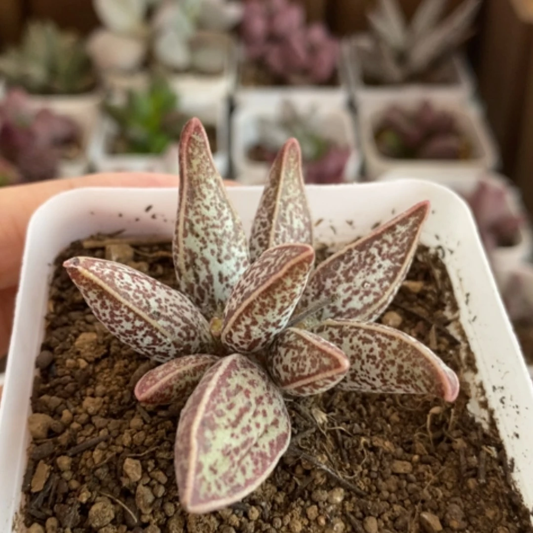 【闪购商品】无花朵红太平