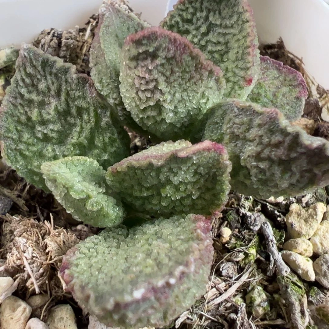实生新品多头纯木质桩多肉植物水泡