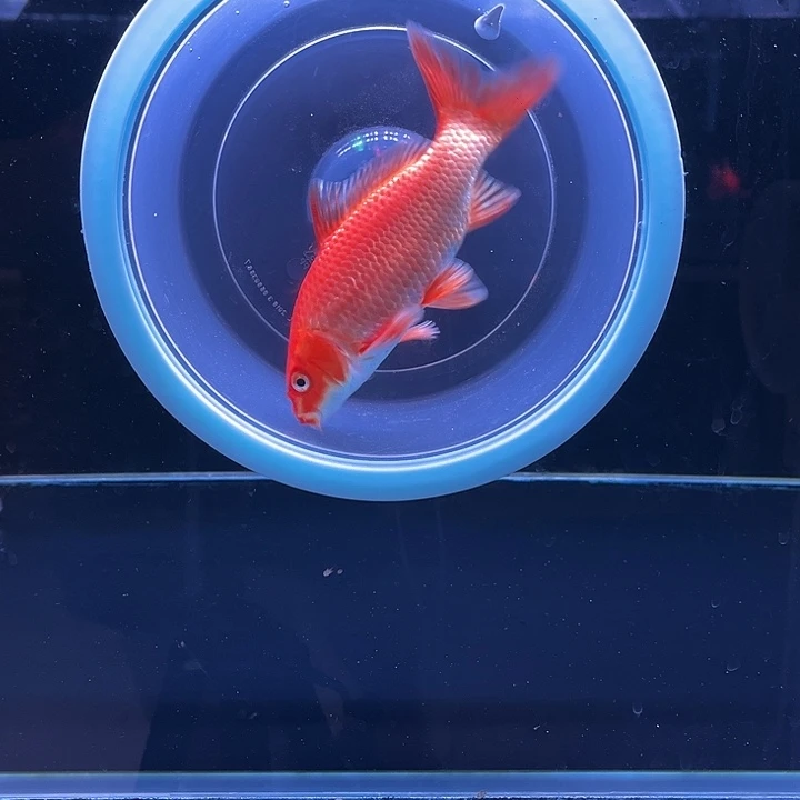 海***峰海水红色普身蝴蝶鲤