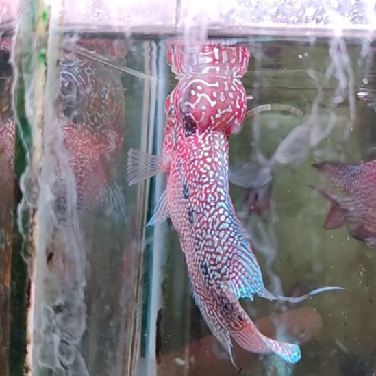 罗汉鱼2222222222332