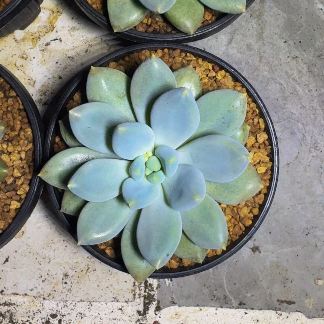 黄胖体 哥特 单头 一物一拍