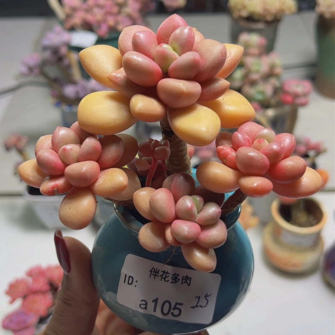 先锋派105/8cm多肉