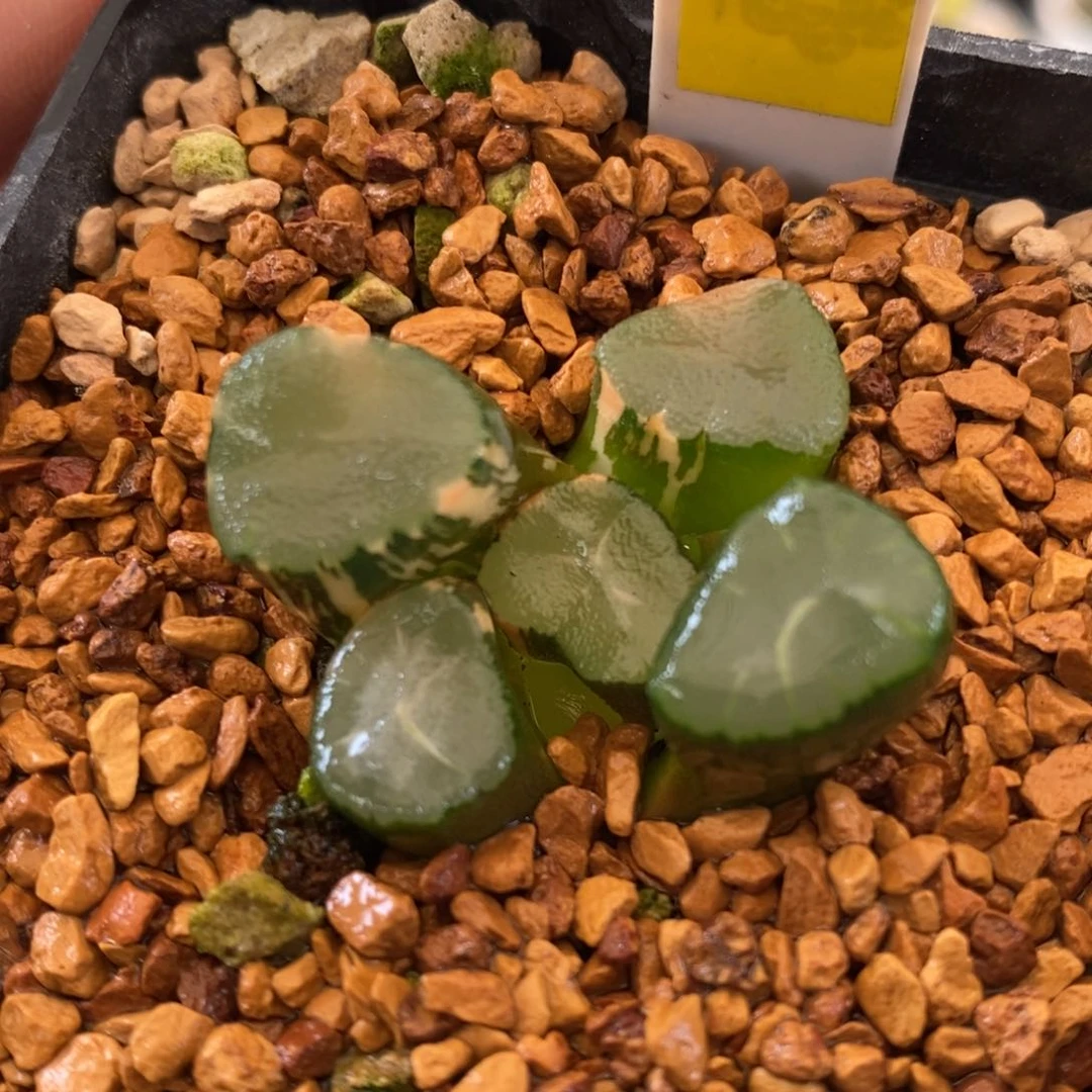 560号山之翠万象锦带盆