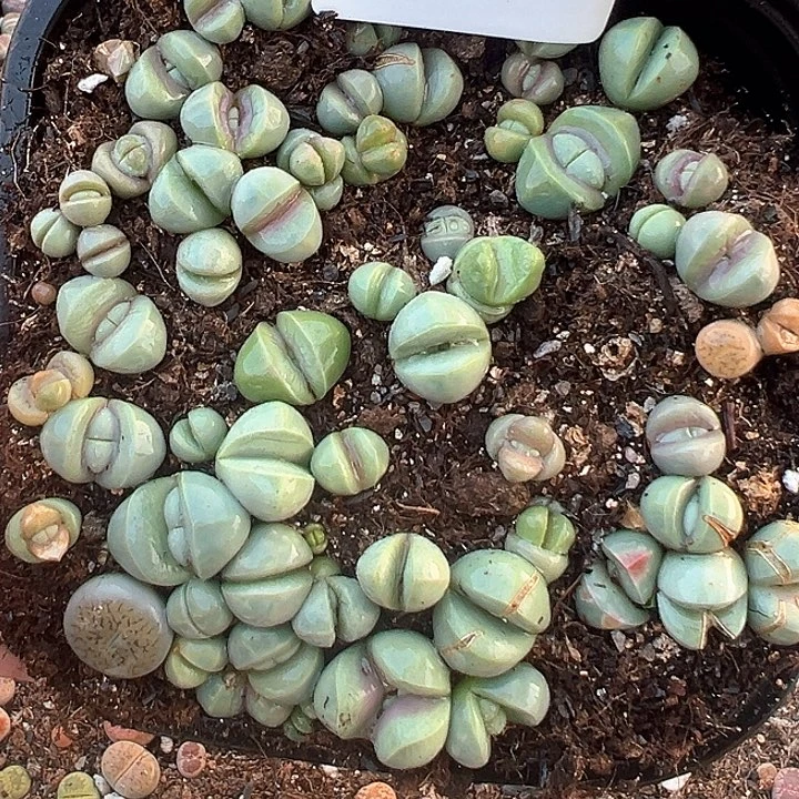 116生石花金陵hunh