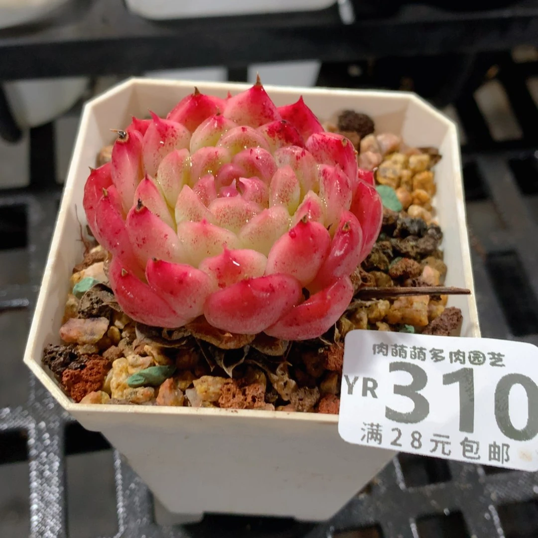 肉萌萌拇指盆精控多肉YR310